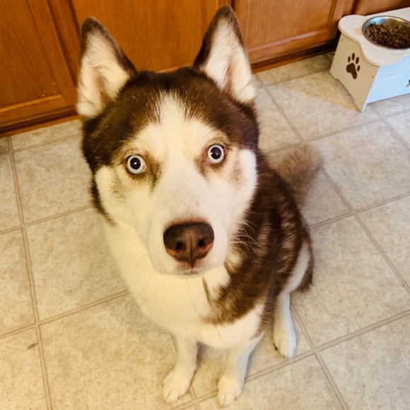 Meet your Posher, Nia - Picture 1 of 1